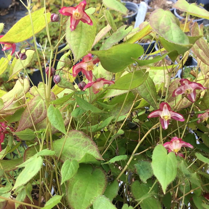 Epimedium 'Fire Dragon'