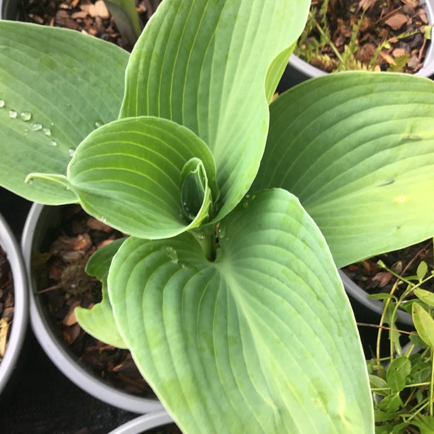 Hosta 'Blue Angel''