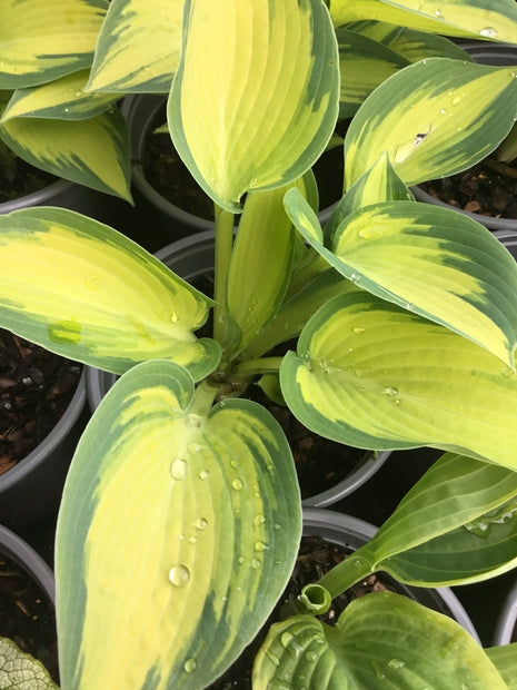 Hosta 'Robert Frost'
