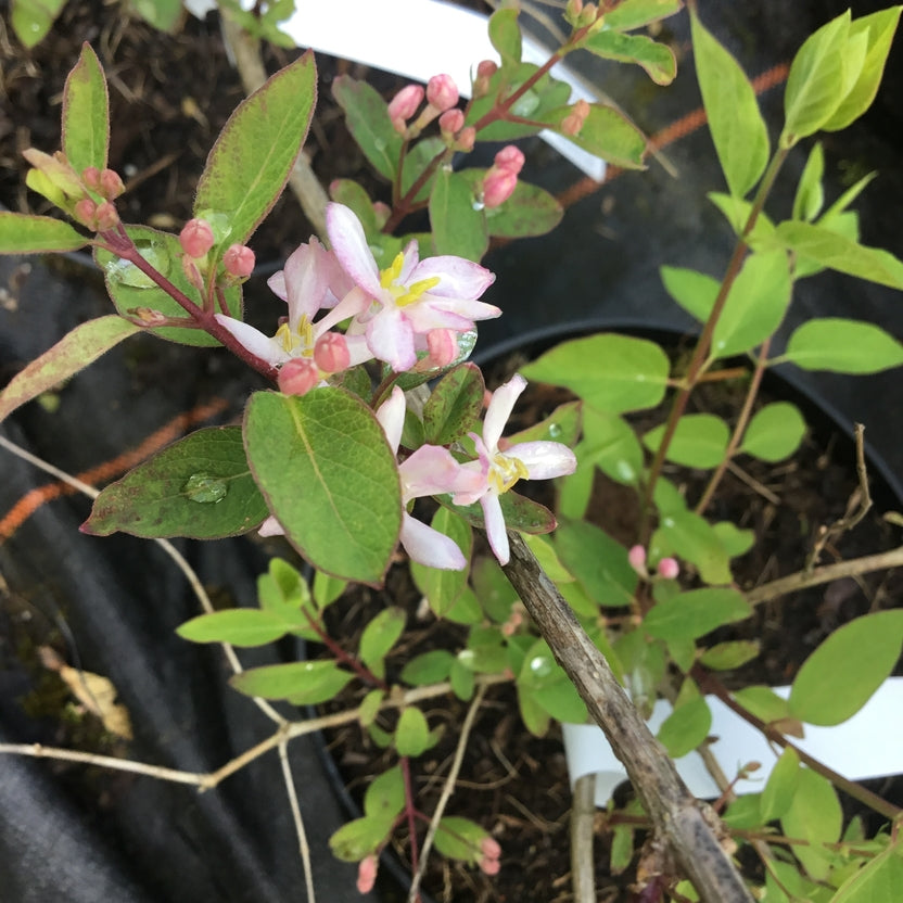Lonicera x amoena 'Rosea'