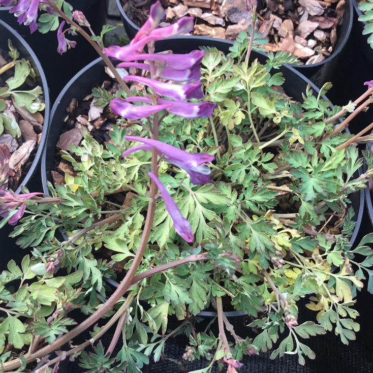 Corydalis 'Blackberry Wine'