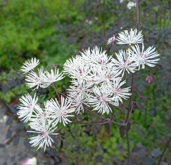 Thalictrum 'Ghent Ebony'