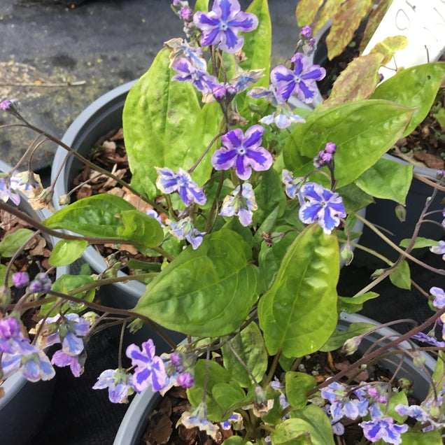 Omphalodes 'Starry Eyes'