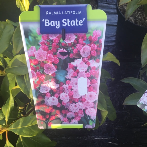 Kalmia latifolia 'Bay State'