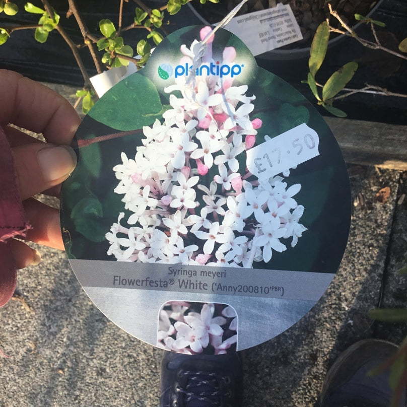 Syringa meyeri 'Flowerfiesta White' Recent introduction