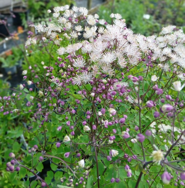 Thalictrum aquilegiifolium 'White Clouds'