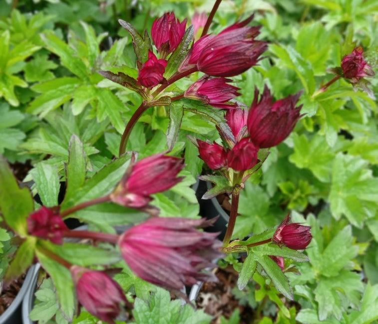 Astrantia major Sparkling Stars Red