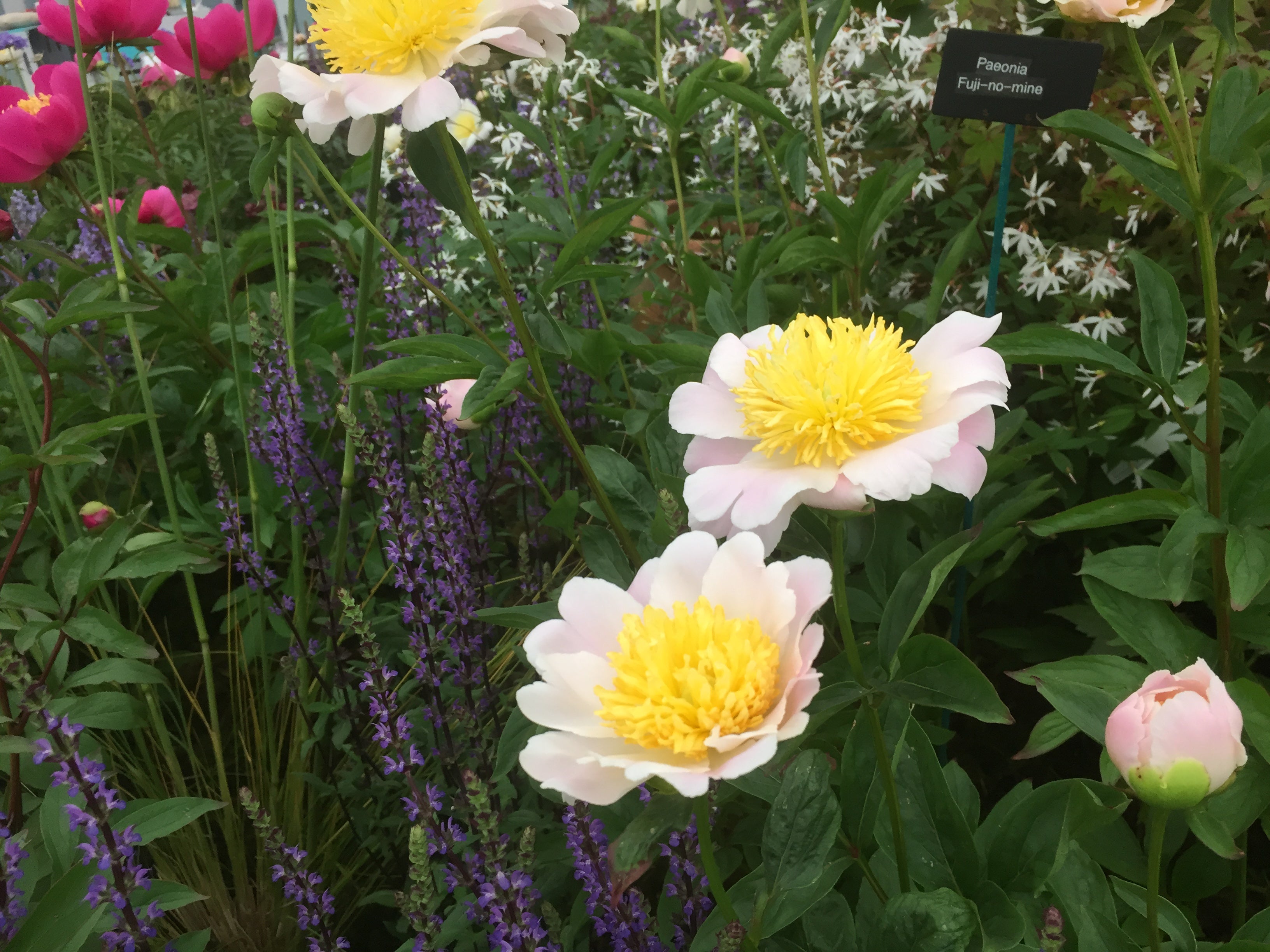 Paeonia lactiflora Fuji-no-mine'