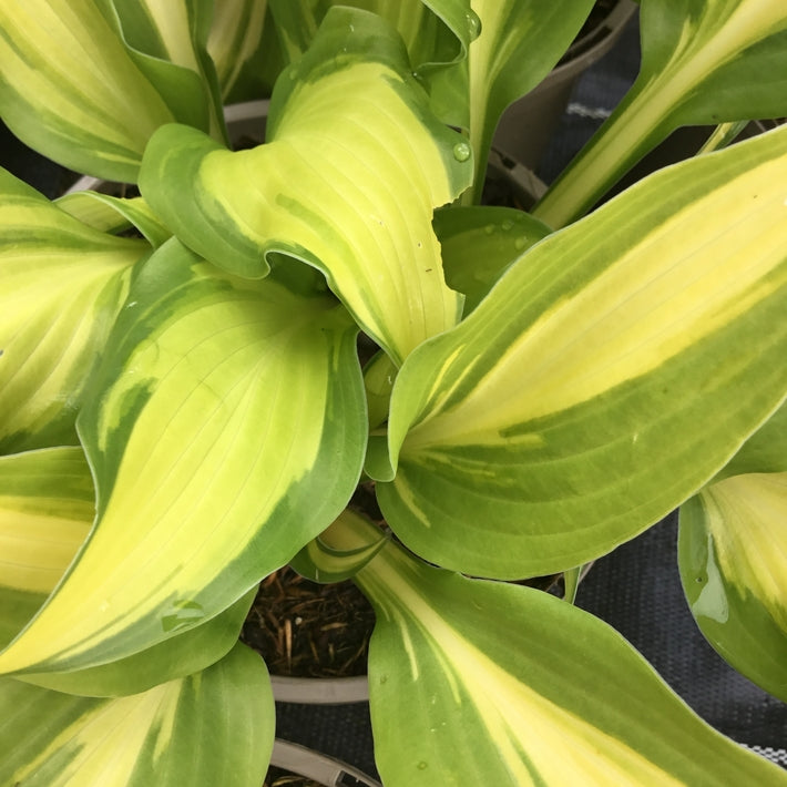 Hosta 'Tongue of Flame'