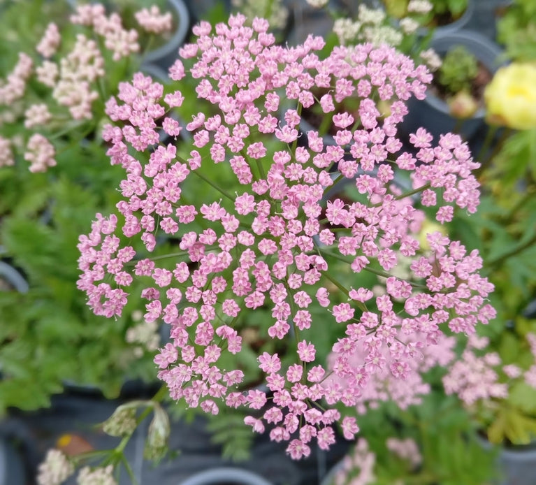 Pimpinella major 'Rosea'