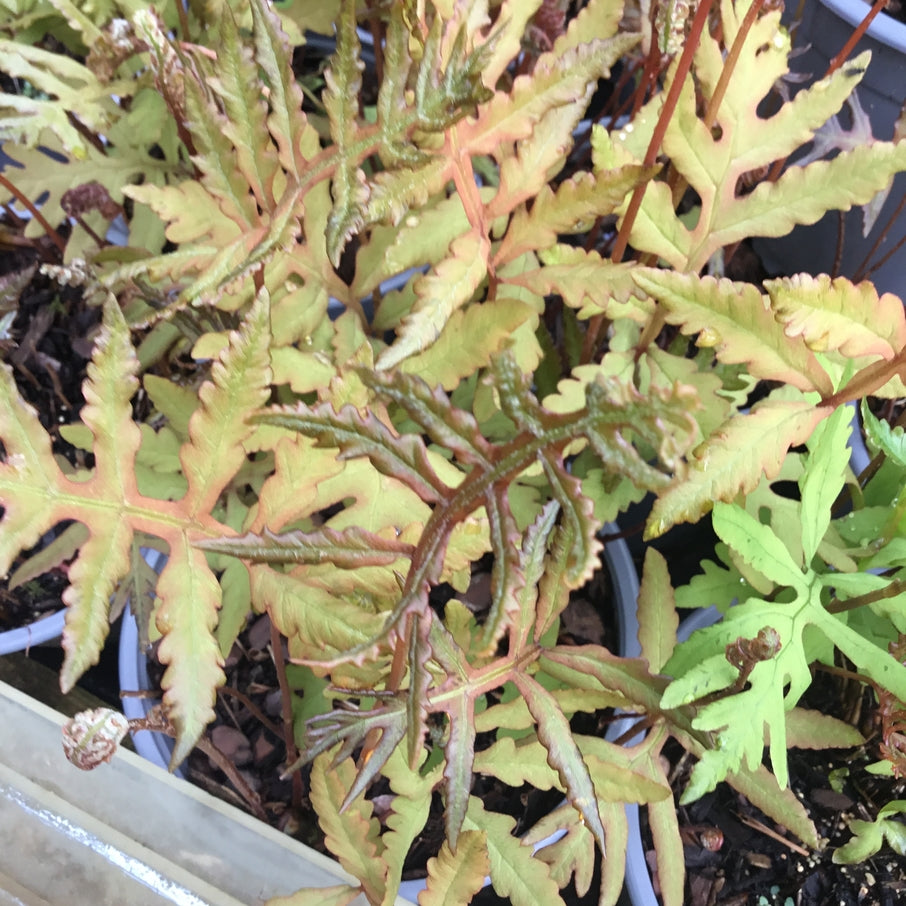 Osmunda regalis 'Purpurescens'