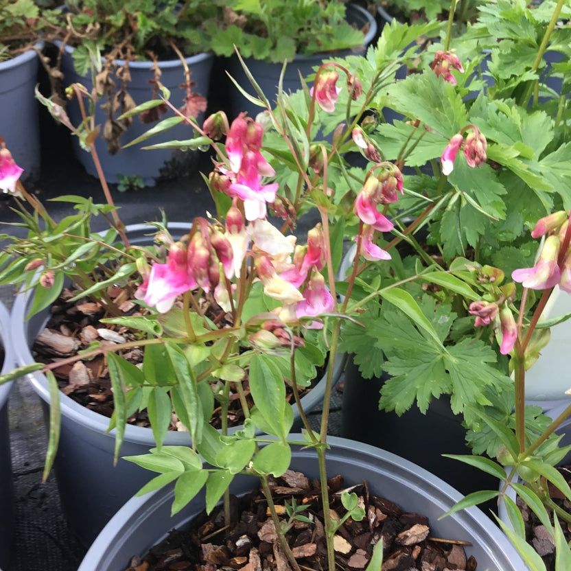 Lathyrus vernus 'Roseus'