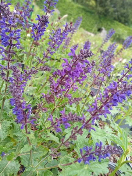 Salvia 'Viola Klose'