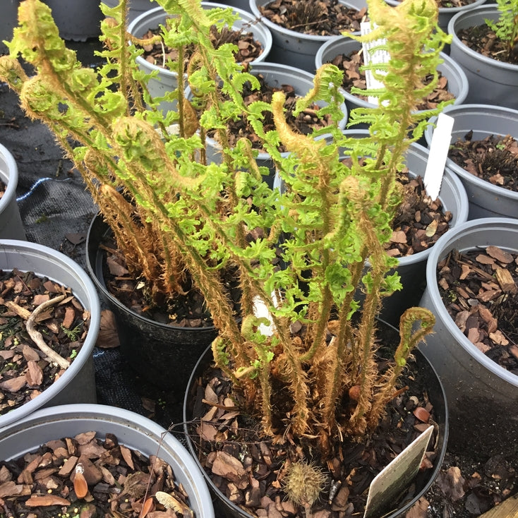 Dryopteris cristata 'The King'  (Hardy fern)  Provides shelter for birds & small mammals