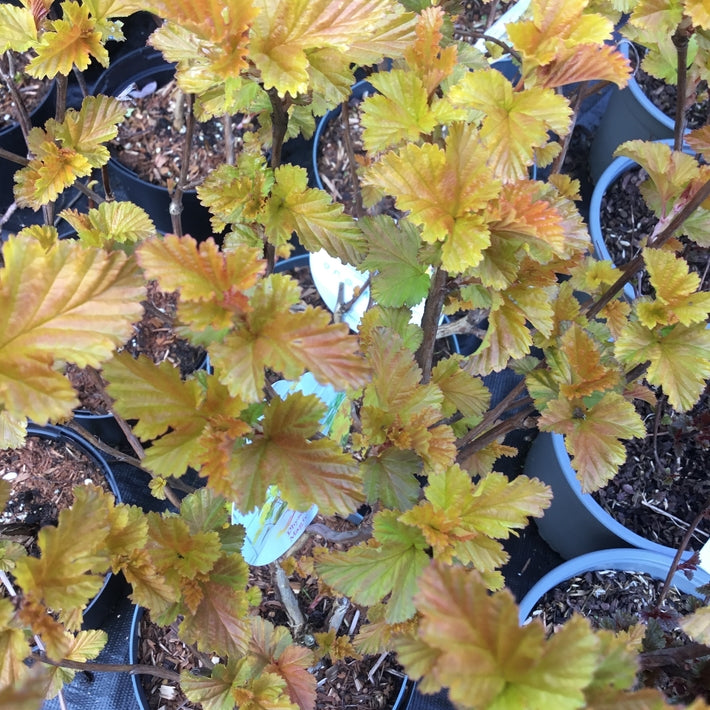 Physocarpus opulifolius 'Magic Ball'