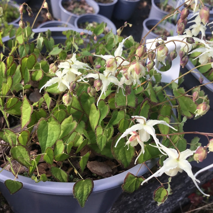 Epimedium grandiflorum 'Bandit'