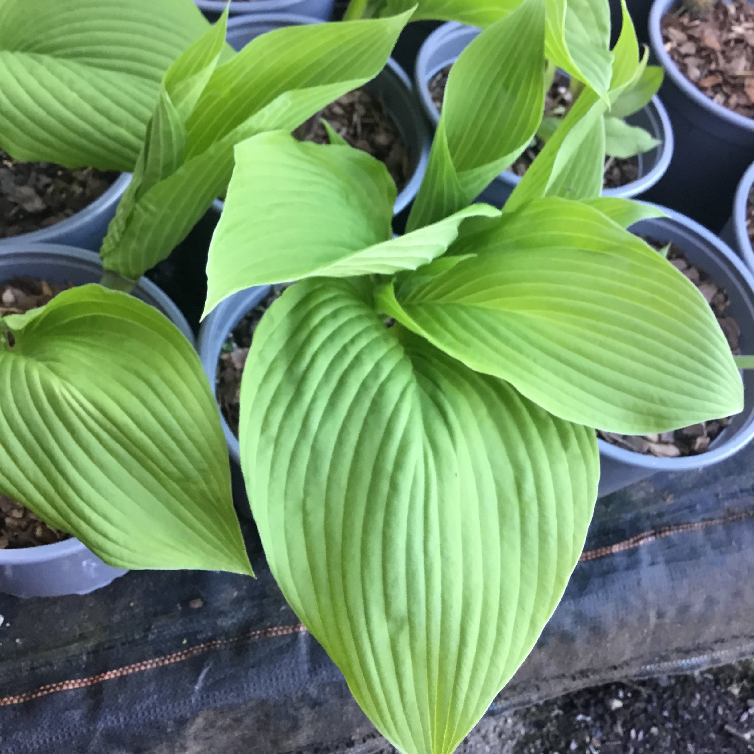 Hosta 'T Rex'