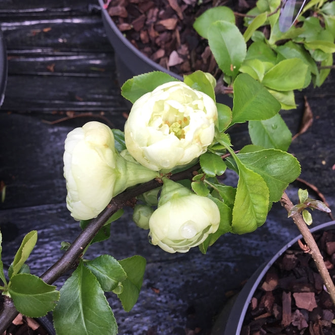Chaenomeles speciosa 'Kinshiden'