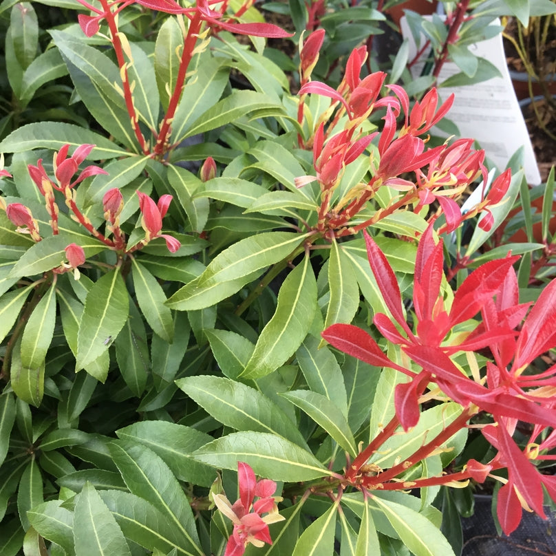 Pieris japonica 'Mountain Fire'