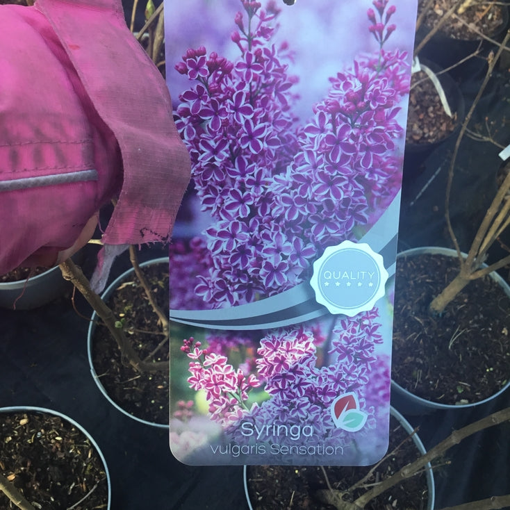 Syringa vulgaris 'Sensation'