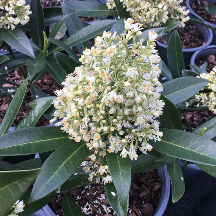 Skimmia x confusa 'Kew Green' (m) AGM