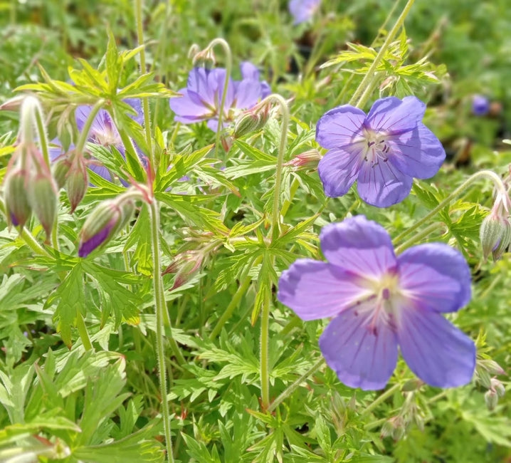 Geranium pratense 'Annette' Pollinator plant