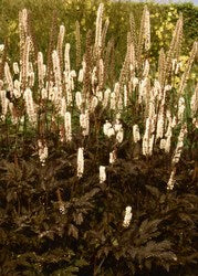 Actaea simplex 'Brunette' AGM