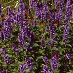 Agastache 'Blackadder' Attracts bees & butterflies