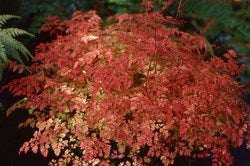 Aruncus aethusifolius