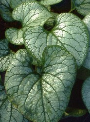 Brunnera macrophylla 'Jack Frost' (PBR) AGM