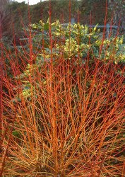 Cornus sanguinea 'Midwinter Fire'