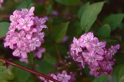 Deutzia x hybrida 'Rosealind' AGM
