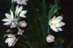 Schizostylis coccinea f. 'Alba'