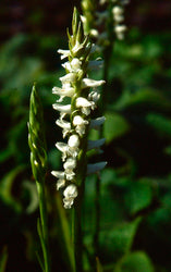 Spiranthes cernua var. odorata 'Chadd's Ford'