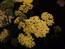 Achillea 'Martina'