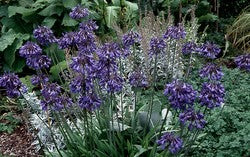 Agapanthus 'Torbay'