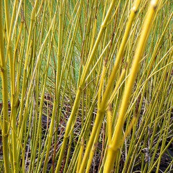 Cornus stolonifera 'Flaviramea' AGM