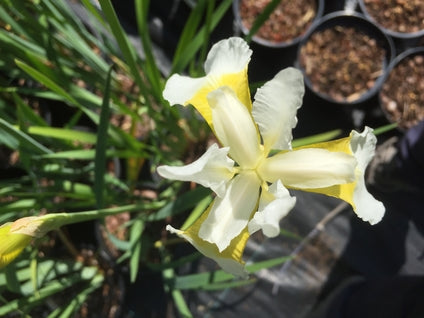 Iris sibirica 'Butter and Sugar' AGM