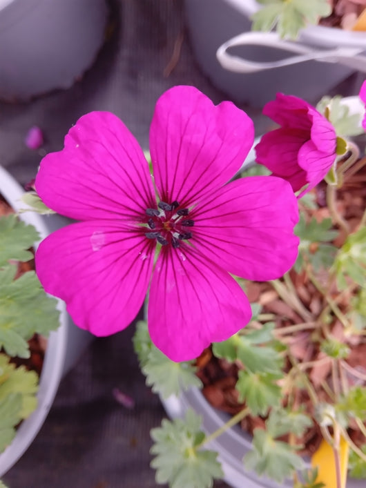 Geranium 'Jolly Jewel Red'