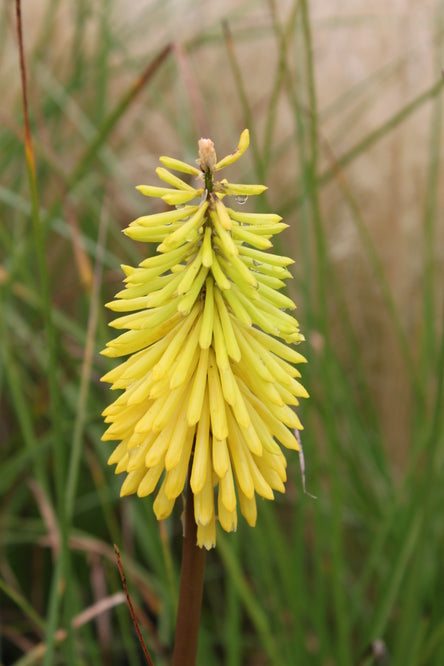 Kniphofia 'Bees Lemon'