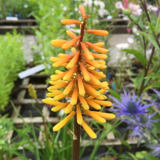 Kniphofia ‘Rich Echos’