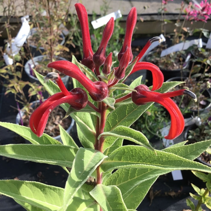 Lobelia tupa