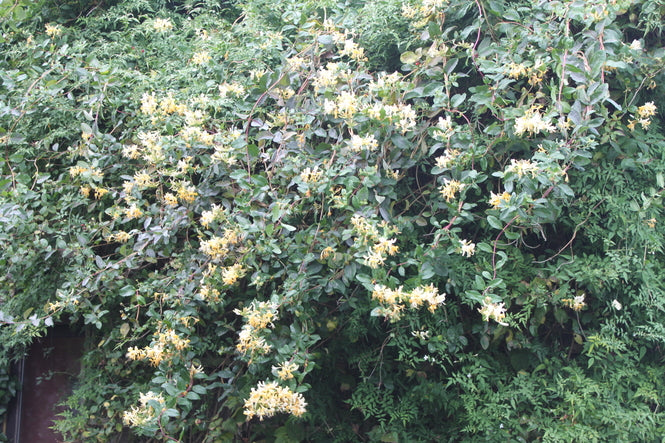 Lonicera periclymenum 'Graham Thomas'