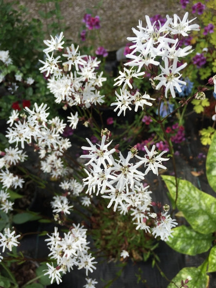 Lychnis flos-cuculi 'White Robin'