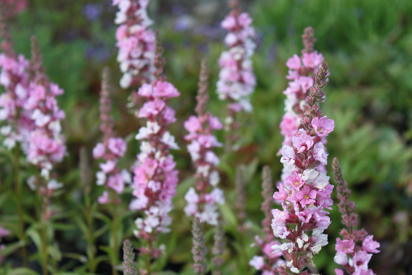 Lythrum salicaria 'Blush' AGM (Loosestrife)