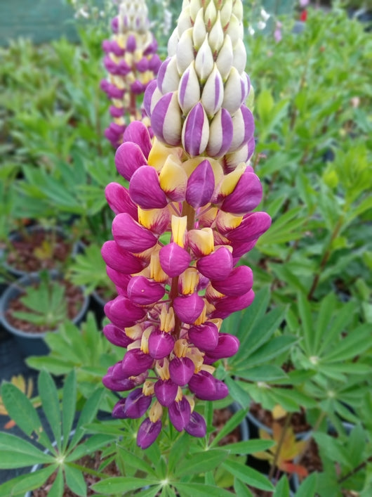 Lupinus 'Manhattan Lights'