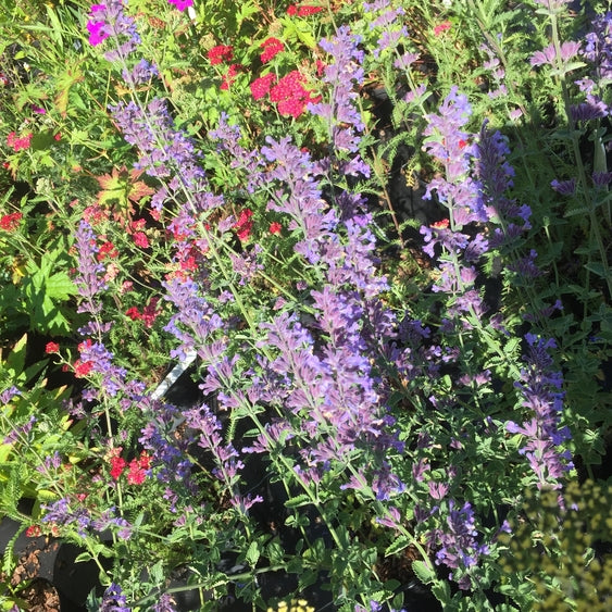 Nepeta 'Six Hills Giant'