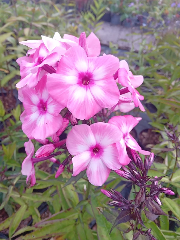 Phlox paniculata 'Oljenka'