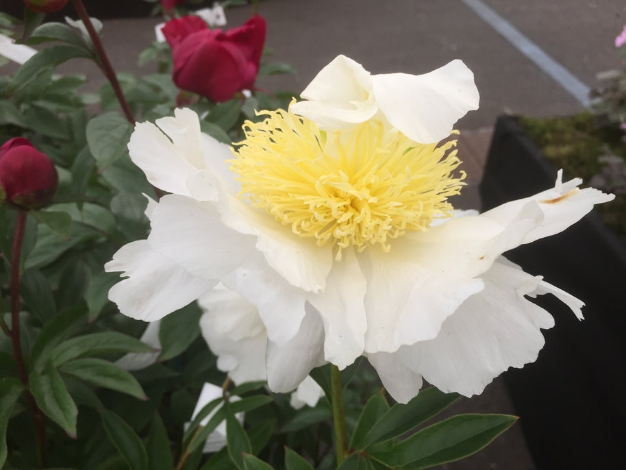 Paeonia lactiflora 'Bridal Icing'