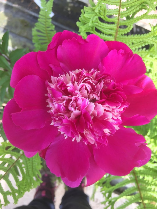 Paeonia lactiflora 'Gay Paree'